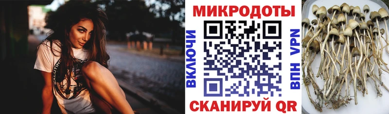 Псилоцибиновые грибы Cubensis  Купить закладки  Узловая 